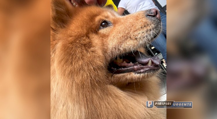 Cadela desaparecida após assalto é encontrada em Campo Maior